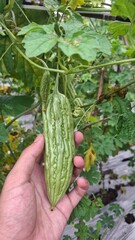 local bitter melon plant that has a bitter taste, the photo from the front looks fresh