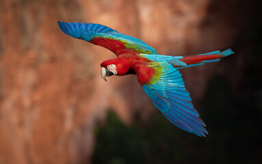 Red and green macaw in the Pantanal © Harry Collins
