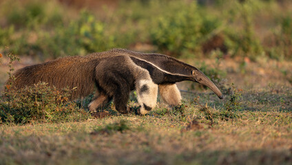 Giant anteater in the Pantanal, Brazil