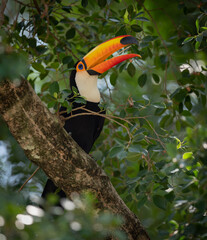 A toucan in the Pantanal