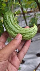 local bitter melon plant that has a bitter taste, the photo from the front looks fresh