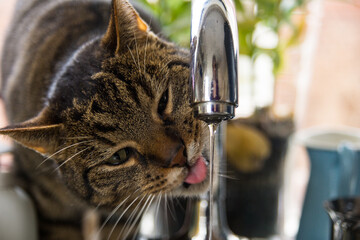 Tabby cat drinking water from the tap up close