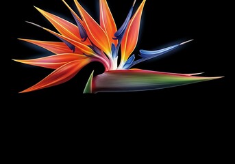 Bird of Paradise Flower - A Vibrant Tropical Bloom on Black.