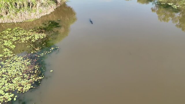 Big saltwater estuarine crocodile, Crocodylus porosus, lurking in shallow murky water of a billabong waterhole near Kakadu national park, Northern Territory