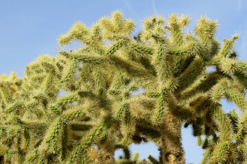 Cholla cactus, Sonora Desert, Mid Spring
