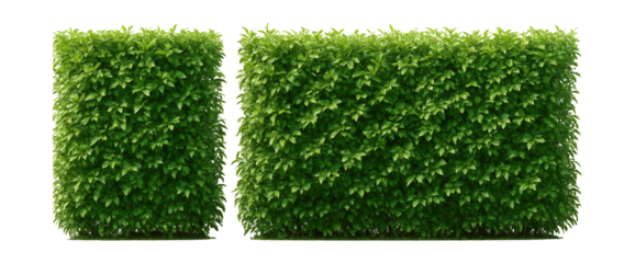 Eco-friendly hedge fence sections made of densely planted shrubs for a natural boundary.