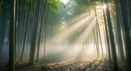 Mystical bamboo grove bathing in sunlight during a foggy morning