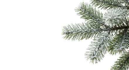 A snowy pine branch with a blank background