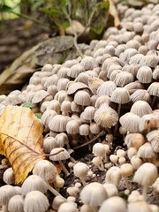 Mushrooms on the old tree stump. Close-up view of colony of fairy inkcaps in autumn forest.