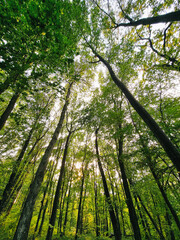 Fototapeta premium Sun rays in green autumn forest. Looking up at tree crowns - wide angle image.
