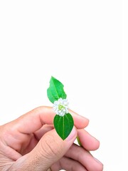 "The fingertips touch the beauty of nature, white flowers blooming in the middle of green leaves."