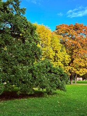 colorful autumn trees in the park, vivid autumn leaves on the trees