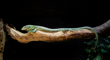 An elegant emerald-green reptile rests on a branch, with space for text nearby. Varanus or lizard