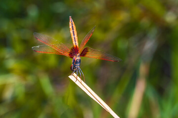 The red Dragonfly on a branch.