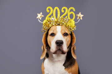 A beagle dog in carnival glasses with the numbers of the 2025 New year.