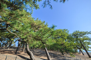 三保松原の松林