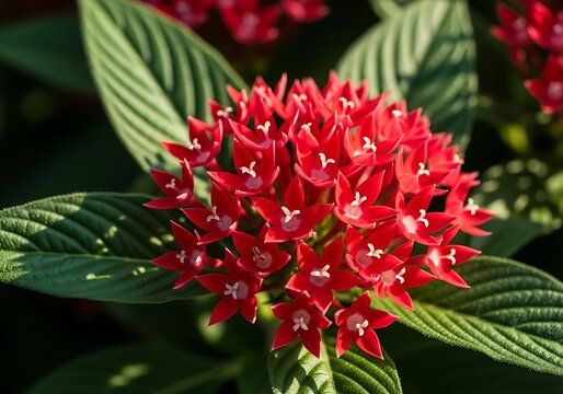 Vibrant Red Pentas Flowers in Full Bloom with Lush Green Leaves.