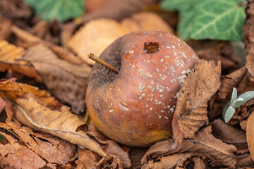Rotten apple lying in old dry leaves with green ivy leaves in the background, autumn nature close-up