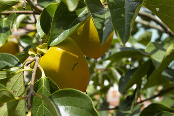 A persimmon tree with ripe orange fruit.
