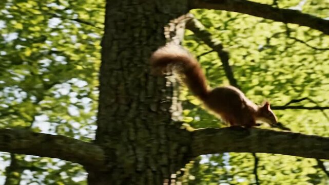 Squirrel running along a tree branch in the forest