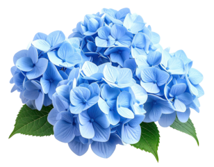 Vibrant cluster of light blue hydrangea flowers