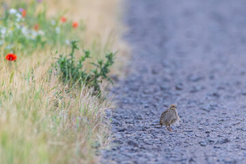 Common Partridge (Perdix perdix) lonely fledgling on gravel road with wildflower stripe, Hesse, Germany
