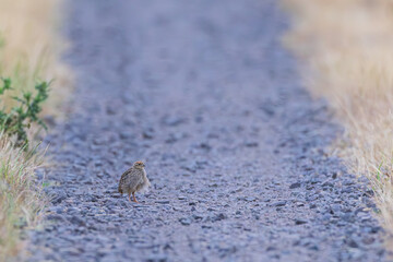 Common Partridge (Perdix perdix) lonely fledgling on gravel road, Hesse, Germany