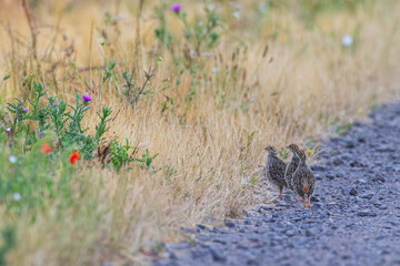 Common Partridge (Perdix perdix) three fledgling on gravel road with wildflower stripe, Hesse, Germany