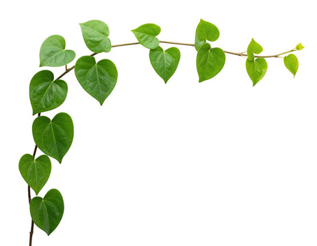 Vines with heart-shaped leaves in an arch