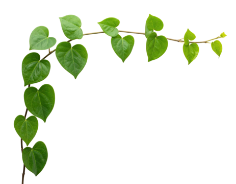 Vines with heart-shaped leaves in an arch