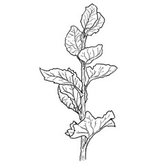 Botanical Line Drawing of a Leafy Plant Stem – Hand-Drawn Botanical Illustration