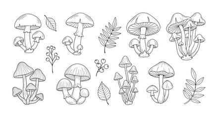 A collection of hand drawn mushrooms and leaves in a sketchy style.