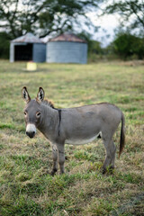 gray donkey on the farm
