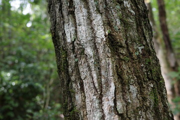 夏から秋へと移りゆく森の中、コナラの幹が季節の変化を静かに映し出しています。