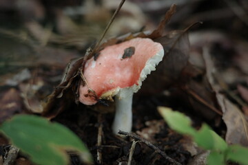 秋の森に真っ赤なヤブレベニタケが姿を見せました。
鮮やかな赤い傘が落ち葉の中でひときわ目立ち、しっとりとした森の中に強い存在感を放っています。