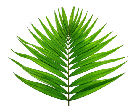 Single palm leaf, vibrant green