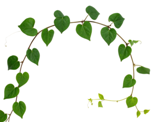 Heart-shaped leaves forming a curved arch