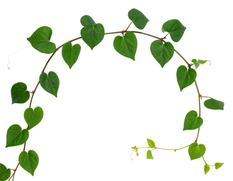Heart-shaped leaves forming a curved arch