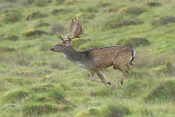 young stag buck fallow deer dama dama runs across open grassland in Britain shows antlers and markings speed West Sussex British wildlife