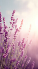 Fototapeta premium Dreamy soft focus photo field lavender flower purple sunlight nature dreamy soft focus photo of field of lavender flowers with purple hues and sunlight creating peaceful and calming natural