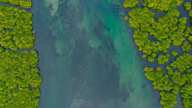 Aerial view of the winding Sucuri River surrounded by dense green vegetation and lush tropical forests, Brazil.
