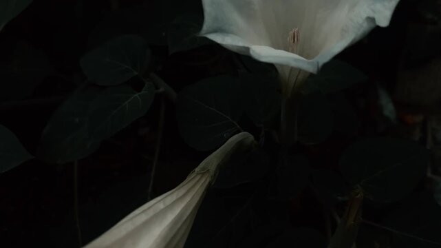 Datura plant flowers. Thorn apples, jimsonweeds, devils trumpet, moonflower, devils weed and stramonium. Highly poisonous toxic plant with pleasant aroma. Used in Ayurvedic medicine. Witch flower.