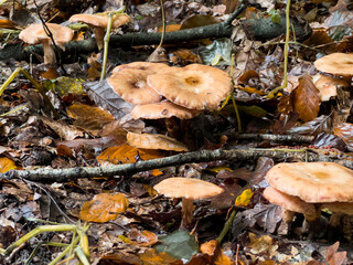 Honey fungus mushrooms growing on the ground of a forest, autumn season