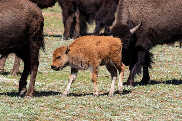 Herd of American plains bison (Bison bison) walking across open grassy field at Grand Canyon's North Rim. Young Bison in the center. 
