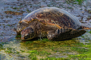 Closeup view of Green sea turtle (chelonia mydas), on the beach in Oahu, Hawaii. Lying on rocks and green sea moss. 
