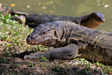 Pair of Asian Water Monitor lizard (Varanus salvator) by the  lake at Lumphini Park, Bangkok, Thailand.
