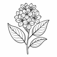 lagerstroemia speciosa line art on white background