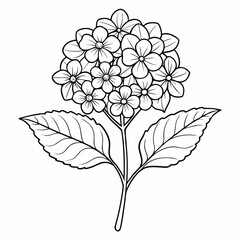 lantana camara flower on white background