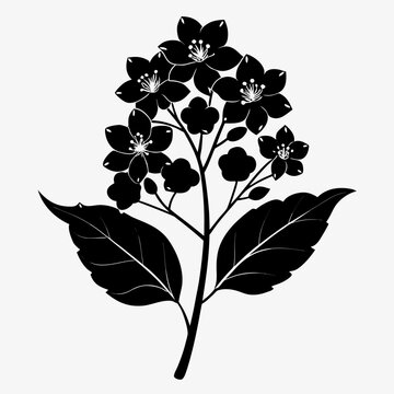 lagerstroemia speciosa on white
