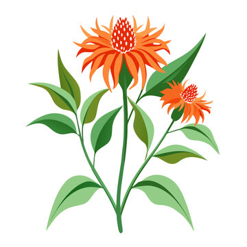 leonotis leonurus orange flower vector on white background
